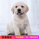 純種拉布拉多幼犬活體神犬小七黑白色拉布拉多導(dǎo)盲犬家養(yǎng)寵物狗狗 寵物級(jí) 純種雙血統(tǒng) 公
