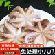 小八爪魚新鮮冷凍去牙去臟去牙去臟迷你章魚鮮活冷凍水產(chǎn) 三去八爪魚 500g(凈重)  15個左 【3袋】