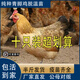 一斤重麻羽雞苗高產(chǎn)綠殼蛋雞苗散養(yǎng)半大土雞活苗小雞活苗蛋雞苗 4-5兩的青腳雞 10只【公母備注】