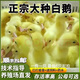 鵝活苗幼苗小鵝仔三花鵝四季鵝產(chǎn)蛋鵝皖西大白鵝雜交鵝活體 家養(yǎng)白鵝苗/長8斤左右 請拍6只