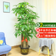 仙植緣【2小時(shí)同城配送】2米大型發(fā)財(cái)樹盆栽綠植辦公室客廳開業(yè)喬遷送禮 |約1.7米|步步高發(fā)財(cái)樹|原始盆 專車送貨 更快更好