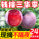 【順豐包郵】錢排三華李子3斤正宗廣東紅心李酸甜脆孕婦水果脫骨R 3斤裝【帶箱精選大果】+辣椒鹽