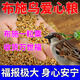 跑來跑去布施鳥食喂鳥五子黍谷雜糧小米袋谷子戶外陽臺(tái)麻雀喜鵲畫眉文鳥鴉 三桶【買二 送一積德行善】