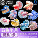 百綸木千順豐包郵 泰國斗魚觀賞魚小型魚室內小魚缸可養(yǎng)迷你熱帶魚活魚 【順豐發(fā)貨】大尾*五彩半月公1條