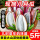 采緹（CAITI）新鮮八月瓜水果新鮮八月炸5斤當季野香蕉甜香瓜預知子孕婦整箱 精選2斤裝 中果嘗鮮裝 單果100g左右