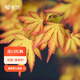 虹越（HONGYUE）進(jìn)口紅楓樹(shù)苗大苗盆栽苗 庭院經(jīng)典季節變色植物【進(jìn)口楓樹(shù)】橙之夢(mèng) P10.5