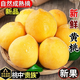 閩域?qū)r黃桃新鮮水果應(yīng)季水果黃金黃桃時(shí)令水果黃桃子 凈重2.5-3斤實(shí)惠裝 | 單果150g+ 新鮮采摘