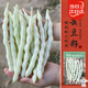 壽禾 蕓豆種子苗九粒白豆角搭架菜豆蔬菜種籽 雪玲瓏白不老種子60g