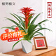 植男植女年宵花鴻運當頭大紅星室內客廳桌面綠植可四季開(kāi)花盆栽源頭直發(fā)