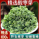 北京同仁堂官方店旗艦特級(jí)酸棗芽茶泰山野生酸棗葉茶睡眠茶葉子山酸棗牙茶 新貨酸棗芽100克[頭采嫩芽茶]