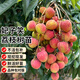 瑯闕妃子笑荔枝樹苗高壓苗果樹苗盆栽地栽南方水果樹4cm粗源頭直發(fā)