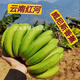桃西村云南紅河威尼斯香蕉新鮮采摘現摘自然熟云南banana4500g