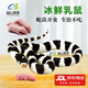 品云美寵冰凍小白鼠乳鼠老鼠活體玉米蛇蜥蜴飼料食物 【京東冷鏈】開口料 1~1.8g 10只 凍乳鼠