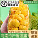 【順豐包郵】海南三亞榴蓮蜜密5斤新鮮軟糯熱帶水果濕包現摘特產(chǎn)A 大果1.5—2斤（1個(gè)）