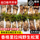香格里拉松茸 2025新鮮松茸 云南特產(chǎn)鮮菌菇 精選未開(kāi)傘鮮凍松茸 火鍋煲湯食材 新鮮松茸10-12cm 500g