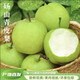 耀好正宗碭山梨新鮮水果2025青梨皇冠梨當(dāng)季翠冠梨香酥脆蜜早雪梨整箱 凈重8.5斤 特大果250g+