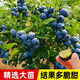 大禹藍莓盆栽苗樹苗適合南北方種地栽苗大顆果樹苗f6藍莓苗 綠寶石藍莓果樹苗1棵組培苗2年結
