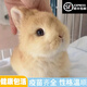 夢茜兒（MEXEMINA）兔子活物侏儒兔鳳眼小型茶杯兔長不大不咬人寵物荷蘭垂耳兔子活體 黃色侏儒兔【公母可選】