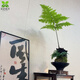 水培苔蘚球紅磷蕨室內綠植茶桌面辦公室一葉禪蕨類(lèi)植物 一葉蕨10-20cm小苗 不含盆