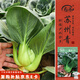 壽禾蘇州青種子苗青黑葉矮腳青菜秋冬季蔬菜籽 墨豐7號(hào)蘇州青種子30g