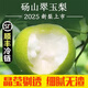 梨子新鮮10斤碭山梨應(yīng)季翠冠梨順豐包郵現(xiàn)摘雪梨水果梨脆甜整箱 9斤大果