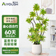 愛優(yōu)尚金邊百合竹高級造型盆栽室內(nèi)客廳陽臺真綠植造型喬遷禮物源頭直發(fā)