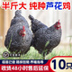 正宗黑蘆花雞活苗半斤一斤汶上蘆花雞脫溫苗綠殼蛋小雞活苗包活 4-5兩黑蘆花雞苗  10只【3公7母】