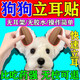 狗狗立耳朵神器小狗犬立耳貼德牧柯基雪納瑞耳朵固定輔助豎耳器 3盒 【2套/盒】