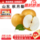 閩域?qū)r山東萊陽秋月梨當(dāng)季新品羊脂老樹秋月梨整箱送禮水果秋月梨 9斤【店長力薦 普裝約10-15個(gè)】凈重8.5斤 【梨子愛好者首選】