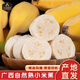 傾睦廣西小米蕉自然熟軟糯香甜粉蕉現(xiàn)摘青皮發(fā)貨寶寶輔食孕婦新鮮水果 9斤精品【90-126根】