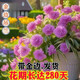 金邊大花香水吊蘭四季開花型新手好養(yǎng)護耐寒耐熱花卉綠植盆栽花苗 紫嫣【濃香驅(qū)蚊+帶金邊】 可開88+帶金邊【12顆苗】開花爆滿+肥
