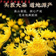 北京同仁堂原料青馳菊花茶清去熱火正宗大菊花泡茶清池菊花茶可搭枸杞皇菊養(yǎng) 大藥房直售-正品保證 【品質(zhì)精選】2罐裝