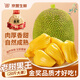 四叔公果蔬金獎·菠蘿蜜越南進口【JD直發(fā)】多地次日達水果一整個裝果切 A+級果【20年老樹果】包熟包甜 精品特大果【20-25斤】1個整果
