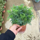 蕓香草臭草植物賊仔草盆栽室外陽臺菜園四季花苗臭艾驅(qū)蚊驅(qū)蛇食用 蕓香草小顆 不帶盆