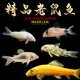 老鼠魚(yú)清道夫金苔鼠胡子底棲魚(yú)除藻清潔工具魚(yú)熱帶觀(guān)賞魚(yú)三間鼠 鼠魚(yú)精品套餐一（5條）