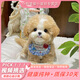 純種韓系馬爾泰幼犬小體香檳泰迪熊犬  短嘴顏值高  高品質(zhì)寵物狗 寵物級(jí) 精品 公