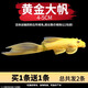 瘋狂水草清潔魚(yú)活體魚(yú)缸除藻工具魚(yú)清道夫黑殼蝦同款淡水觀(guān)賞魚(yú)耐活 【清潔高手】黃金大帆2條