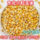 東北干玉米粒喂雞100斤豬鴨鵝鳥(niǎo)家禽飼料鴿子糧打窩玉米粒批發(fā) 50斤