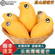 南步云南鷹嘴芒果【順豐到家】保山特產(chǎn)緬甸圣德龍網(wǎng)紅芒果新鮮水果 5斤 精選大果【單果250g+】