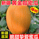新疆哈密瓜金色年華 9-10斤 4-5斤