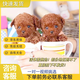 嘉瑰泰迪幼犬灰泰迪純種泰迪狗活犬寵物狗狗活體巨貴貴賓犬茶杯犬 寵物級 香檳色