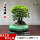 卓美御庭小葉紫檀盆景名貴精品盆栽老樁室內造型綠植擺件原生臺灣進口真樹 小葉紫檀26號