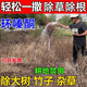 強力除草劑爛根除雜草三年不長(cháng)草除竹子大樹(shù)草一用死爛根型專(zhuān)用藥 買(mǎi)2送1【強力除草特效藥】