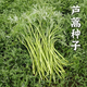 蘆蒿種籽 南京特產(chǎn)水蒿柳蒿種子春季夏季四季種植藜蒿蔬菜水蒿茼 蘆蒿種子1000粒+肥料