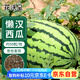 花沃里懶漢西瓜種子50粒/包 蔬菜種子陽(yáng)臺花盆西瓜家庭盆栽庭院田間菜籽