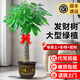 靜黛軒發(fā)財樹盆栽室內(nèi)大型綠植客廳大盆栽喬遷開業(yè)招財好養(yǎng)植物 【養(yǎng)死包賠】精品獨桿1.3-1.4m(福字款) 含盆