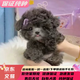 純種灰泰迪幼犬寵物小體長(cháng)不大貴賓犬茶杯犬狗狗活體 血統級 公