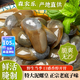 森農(nóng)樂泥螺皇黃泥螺即食罐裝醉泥螺鮮活特大生腌野生無沙寧波舟山特產(chǎn) 【特大號】量大超滿足 800g