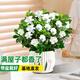 京云夢(mèng)梔子花盆栽桌面水培綠植濃香型植物四季開(kāi)花卉盆景郁金香源頭直發(fā)