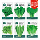 北蔬 蔬菜種子種苗大全生菜香菜菠菜秋季陽(yáng)臺(tái)菜籽 6種葉菜類(lèi)蔬菜種子